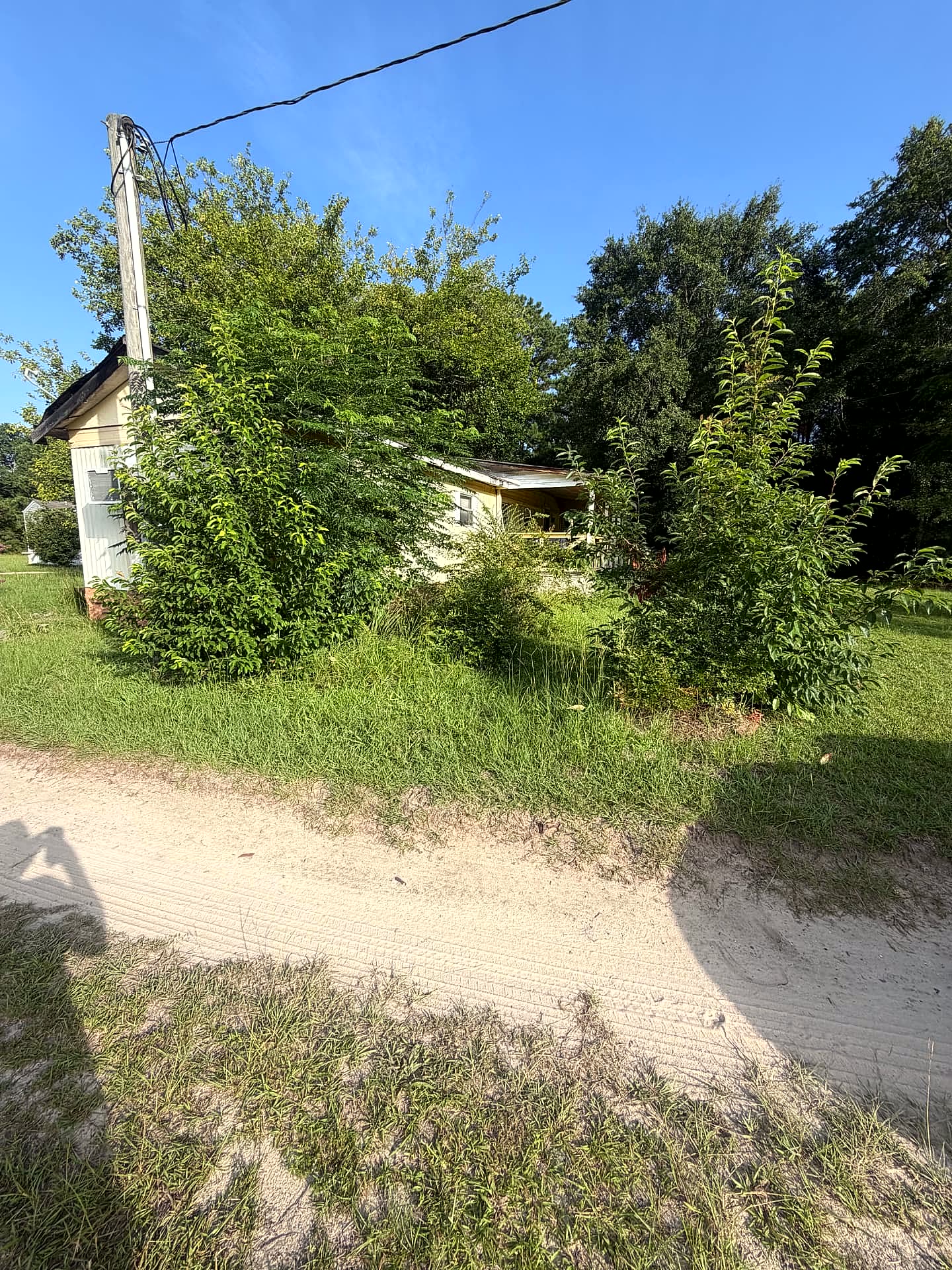 Property before brush and overgrowth clearing